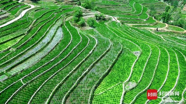 全国海拔最高的茭白种在大凉山 每年可为乡亲创收上亿元