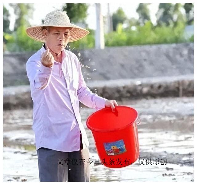 盐碱地产出的海水稻，稻米红如胭脂，口感难吃为何还要大量种植