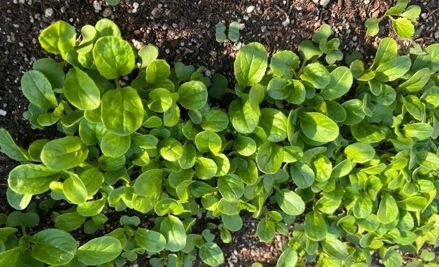 小满过后，这5种菜可以种植了，耐旱耐涝，7月收获，菜农不要错过