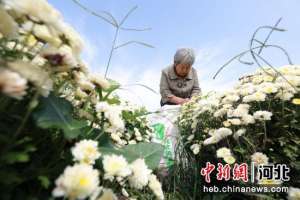 双流种植牙(河北内丘：秋菊花开丰收忙)