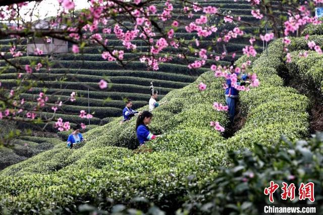 早春茶佐小龙虾 广西“桂字号”农业品牌带来夏之盛宴