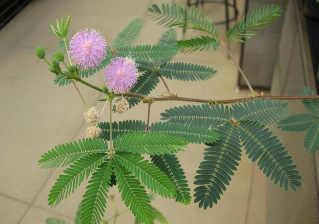 平凡的野花含羞草，室内盆栽满足4点，枝叶繁茂，美翻天