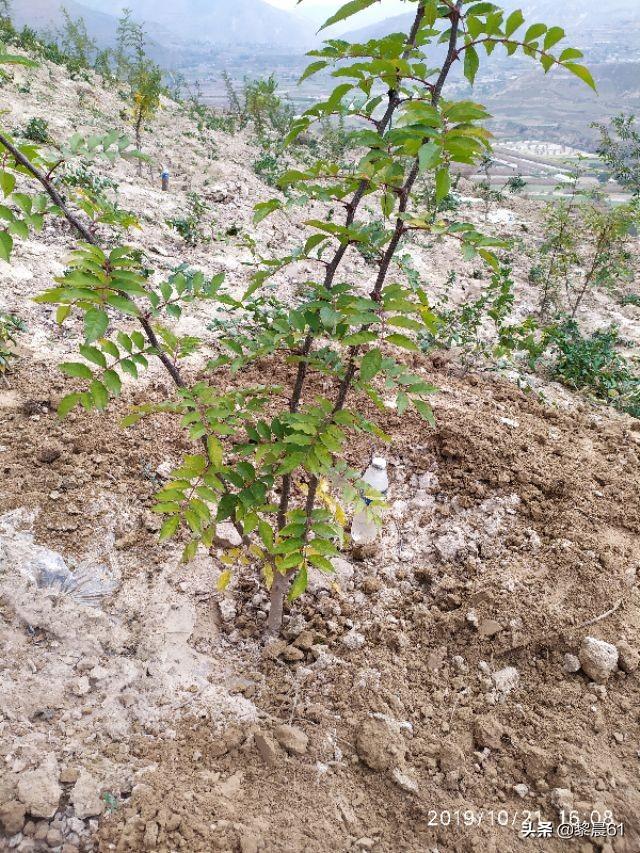 花椒树什么时间栽植成活率高，应该注意啥