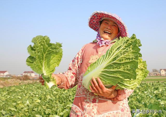 秋白菜什么时候种植？如何种植出苗快、包心好？老农种植经验分享