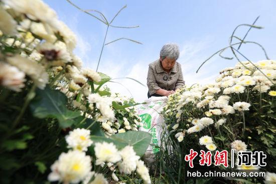 河北内丘：秋菊花开丰收忙