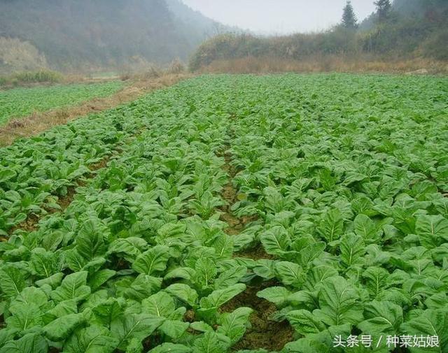 茎用芥菜（榨菜）的种植方法