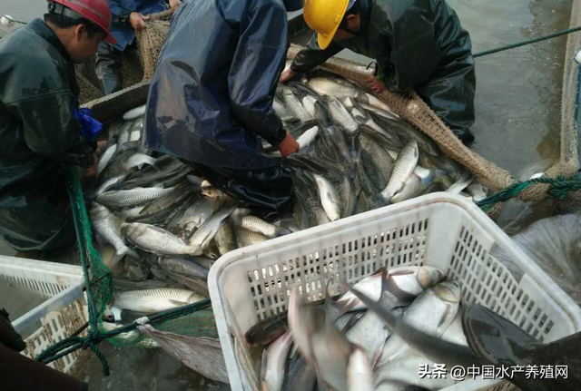 广东草鱼涨了，但饲料也涨了！多地草鱼萎靡，白鲫鱼持续上涨！