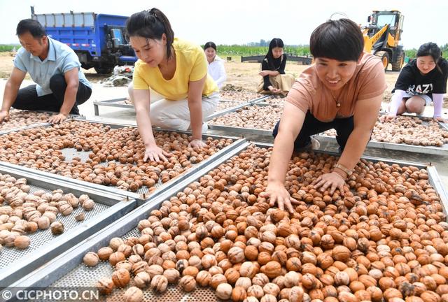 安徽亳州：万亩核桃获丰收