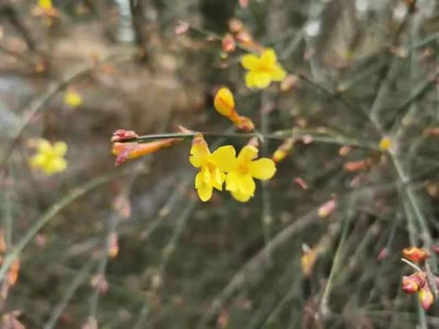 北京花讯丨香山迎春花初绽，主要集中在这些地方！