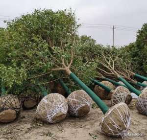 苗木种植穴规格(你会挖树穴吗？原来挖树穴还有这么多讲究)