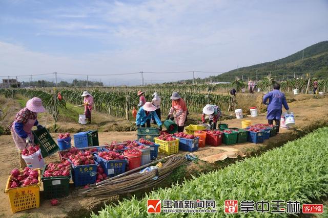 火红的生活，甜蜜的事业，古城村火龙果上市了