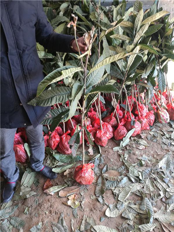 枇杷种植方法和注意事项