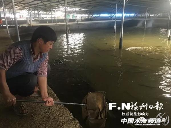 福建用这种产业链模式养殖鳗鱼，会碰撞什么火花