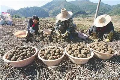 农村搞特色种植利润高，想挣钱的来看看，这几个项目都不错！