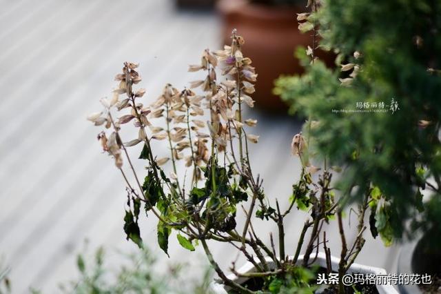 速冻后的花园植物们，你还活着吗？｜园丁