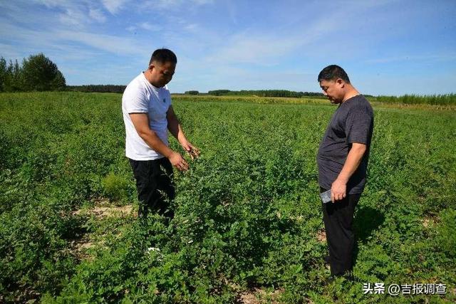 种植“中药材” ，开出乡村振兴新“良方”