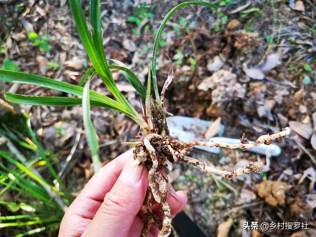 兰花种植究竟用什么土好？理论与实践结合，新手也能学会养兰花