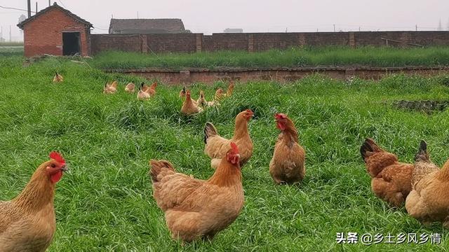 养鸡赚不到钱？学会这样喂养，鸡长得又快又肥，赚钱多多