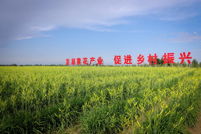 立秋：品黄花菜 忘记忧愁