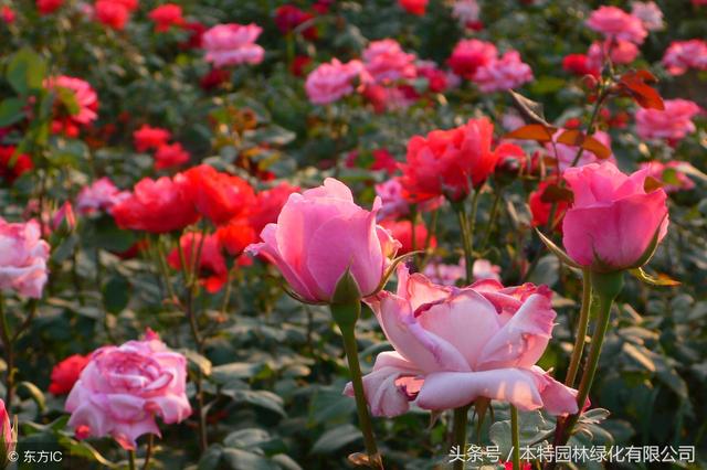 月季花有种子么，什么时候种植能发芽，发芽是多少