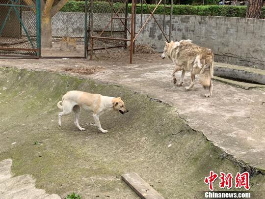 武汉一动物园“狗狼同笼”引起网友热议