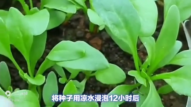 菠菜的种植技术和基本情况，你了解多少？