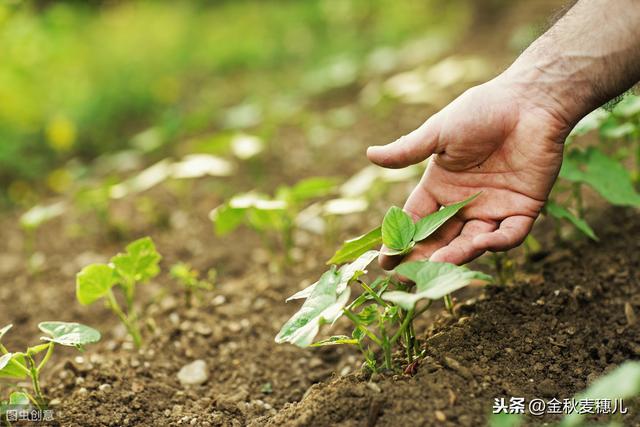 早春西葫芦的种植及管理