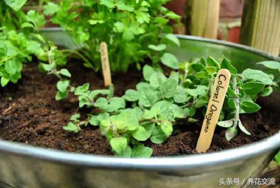 在窗台上种上这20盆组合盆栽香草植物，整个家里都是迷人的清香