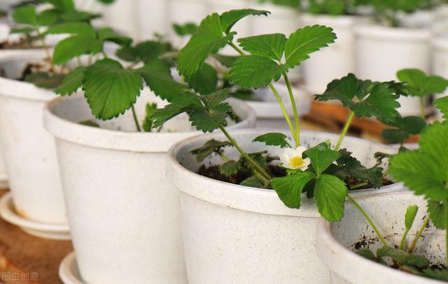 盆栽草莓如何种植？掌握日常管理方法，在家你也能吃到新鲜草莓