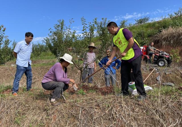 渝北打造南北大道景观产业水果带 这个美丽乡村明年凤凰李将大面积首次挂果