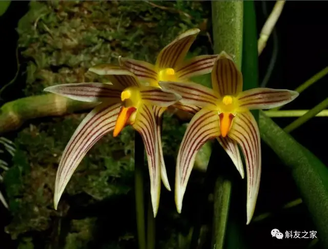 麝香石斛种植(家里没地养花？把花挂起来美爆了)