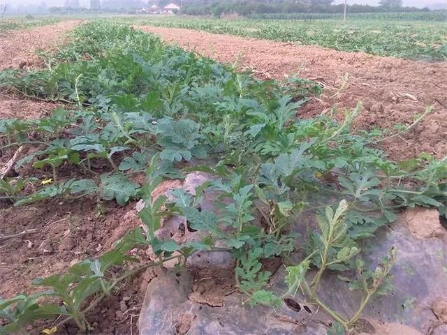 露地西瓜种植高产管理技术要点