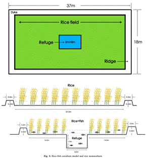 珠江水产研究所 稻鱼的研究
