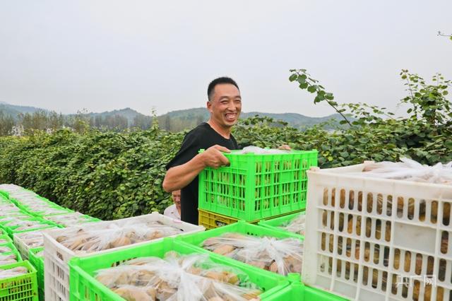 金秋好“丰”景丨寻味南阳西峡猕猴桃 甜“猕”日子有盼头