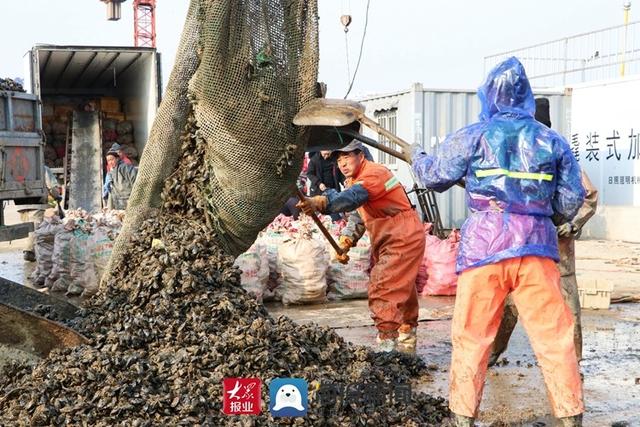 好品山东丨小海鲜变身抢手货，日照岚山构建海虹产业全产业链发展新格局