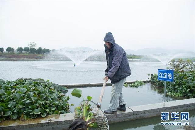 浙江诸暨：绿色生态养殖推动“珍珠之乡”产业升级