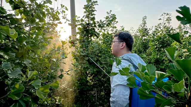 5年，1825天，扬大“植物医生”让银杏树变为乡村振兴的“金钱树”