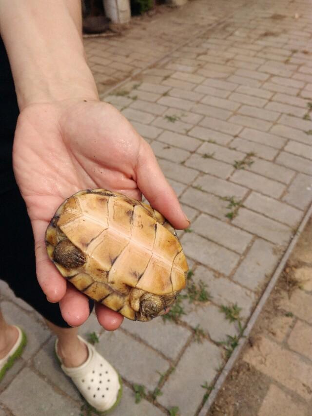 带你一起了解宠物龟养殖，家庭养殖模式及效益分析