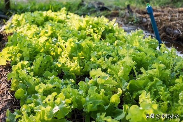 秋季种生菜，什么时候播种最好？如何种植脆嫩且产量高？