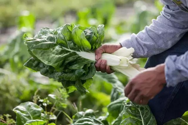 解密｜真正的有机食品是如何种植出来的，你真的了解吗？