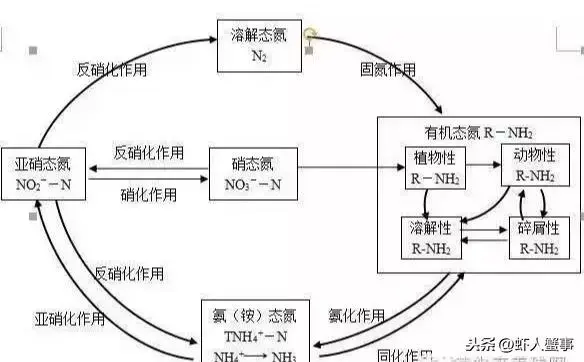 氨氮问题一直阻碍对虾的养殖，怎样正确降解？