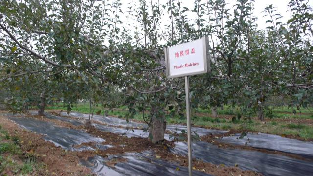 建议收藏，旱地矮化苹果栽培技术，教你选地、选苗、修剪、施肥