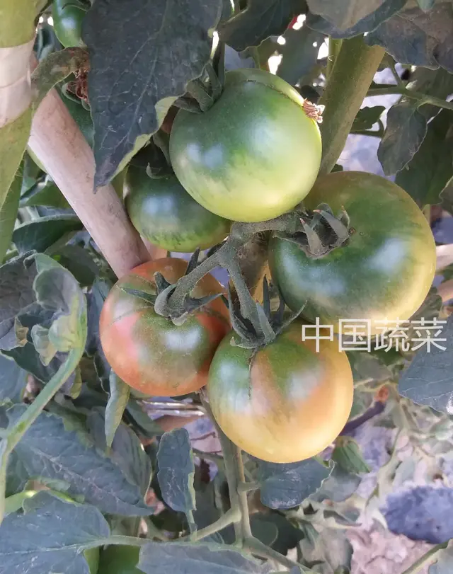 口感型番茄受欢迎，怎样才能种得好？良种配良法！掌握9个要点