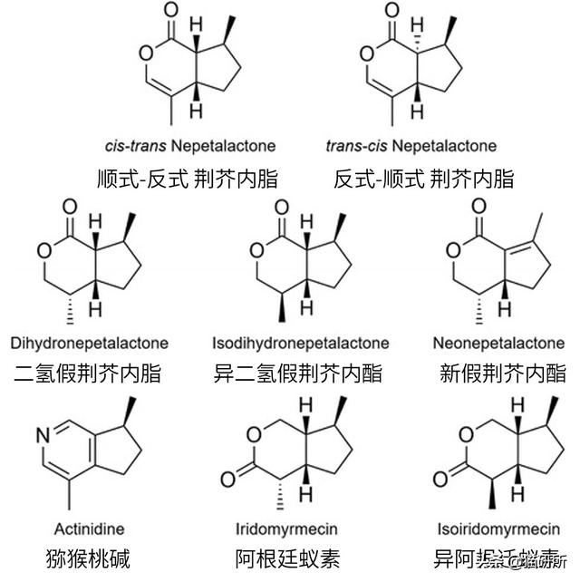 猫主子对猫薄荷毫无兴趣？试试这3种神奇植物