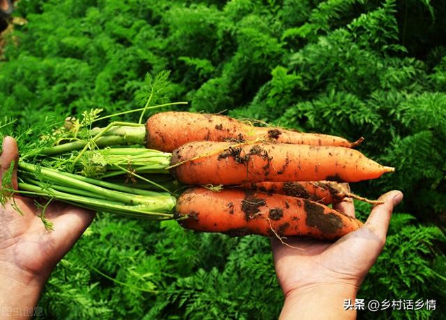 种植胡萝卜和萝卜，抓住前促苗后促根，保证长得个大条又直