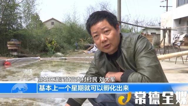 【户帮户亲帮亲】鼎城富贵村：养殖黑斑蛙 村民得“富贵”