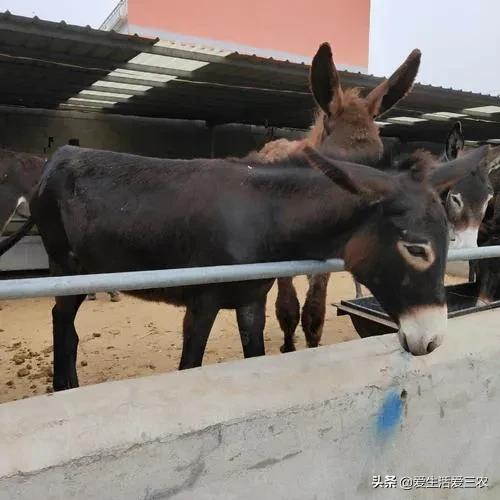 想搞特种养殖的看过来，分享几种高利润、高风险的项目