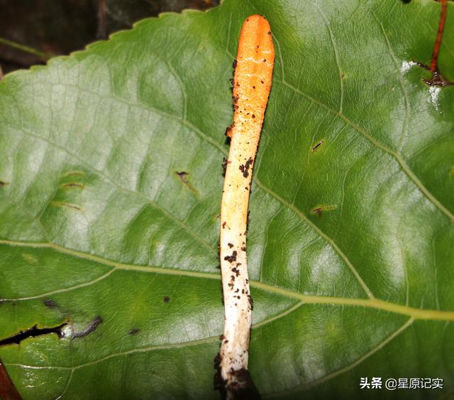 4月，在海拔1000米的森林里发现了一种类似虫草的植物