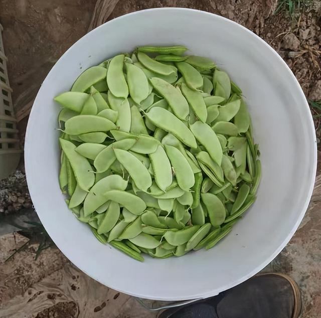 它叫“峨眉豆”，墙角处种几株，一个夏季吃不完，谷雨后别忘种