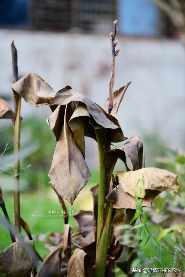 速冻后的花园植物们，你还活着吗？｜园丁